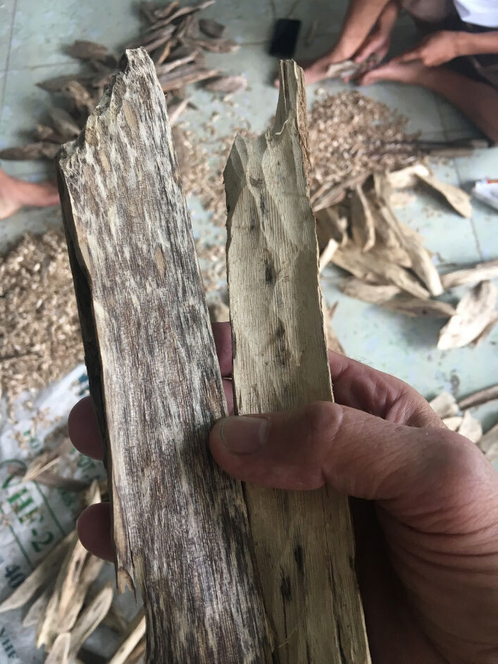 Aquilaria Vergleich Holzstücke