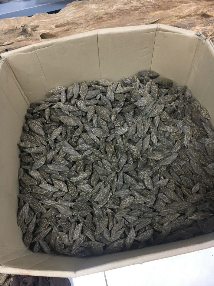 Aquilaria Holz Chips