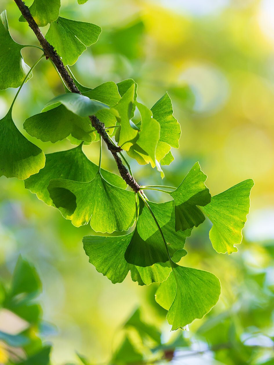 Ginkgo mood