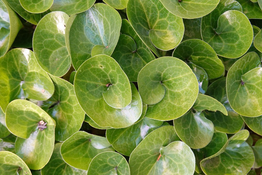 Asarum europaeum
