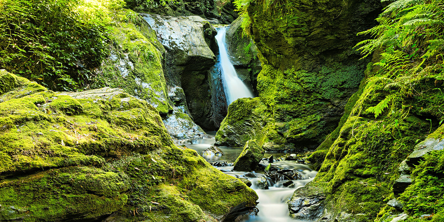 Quelle wald